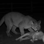 A onça-parda invade curral no Recanto dos Lucenas e causa comoção ao matar um filhote de ovelha em Bofete-SP.