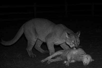 A onça-parda invade curral no Recanto dos Lucenas e causa comoção ao matar um filhote de ovelha em Bofete-SP.