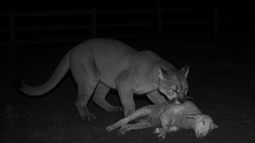 A onça-parda invade curral no Recanto dos Lucenas e causa comoção ao matar um filhote de ovelha em Bofete-SP.