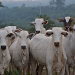 Grupo de gado Nelore atrás de uma cerca em uma propriedade rural, com área de mata ao fundo.