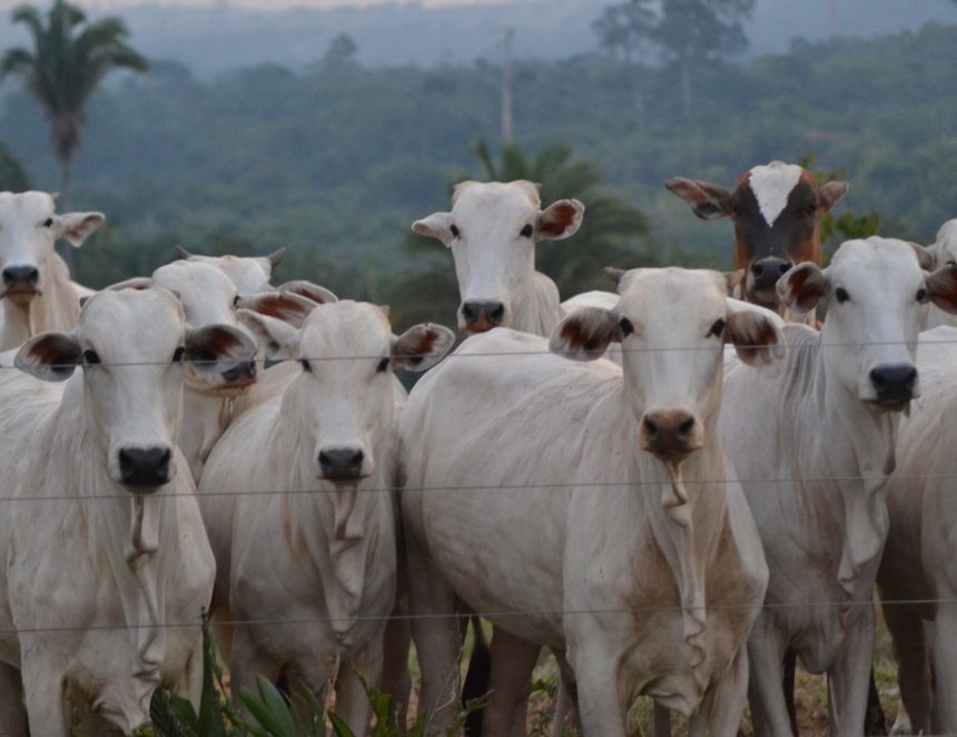 Grupo de gado Nelore atrás de uma cerca em uma propriedade rural, com área de mata ao fundo.