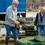 Casal de agricultores usando luvas e botas trabalha entre plantas e pés de alface em uma propriedade rural.
