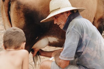 Homem idoso e criança ordenham uma vaca ao ar livre em uma propriedade rural.