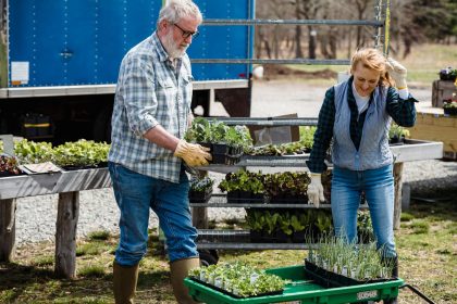 Casal de agricultores usando luvas e botas trabalha entre plantas e pés de alface em uma propriedade rural.