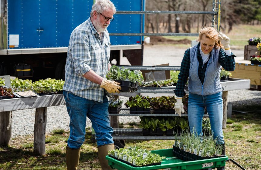 Casal de agricultores usando luvas e botas trabalha entre plantas e pés de alface em uma propriedade rural.